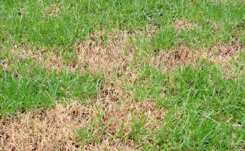Spring Lawn Diseases: How to Identify, Treat, and Prevent Them ...